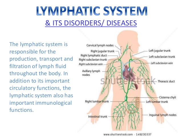lymphatic-system