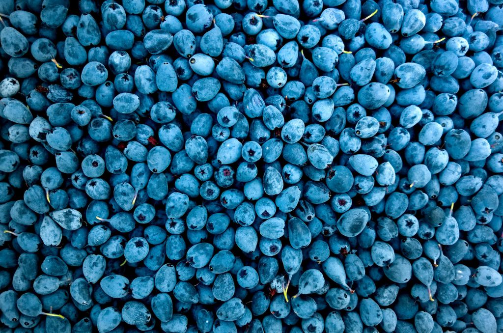 photo of blueberries