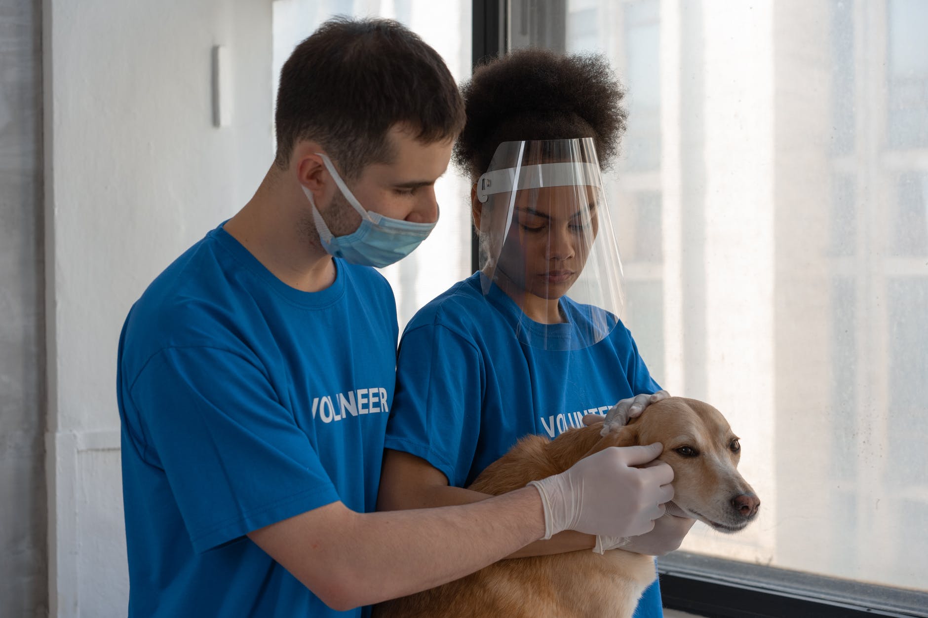 man in blue crew neck t shirt wearing white mask holding brown short coated dog