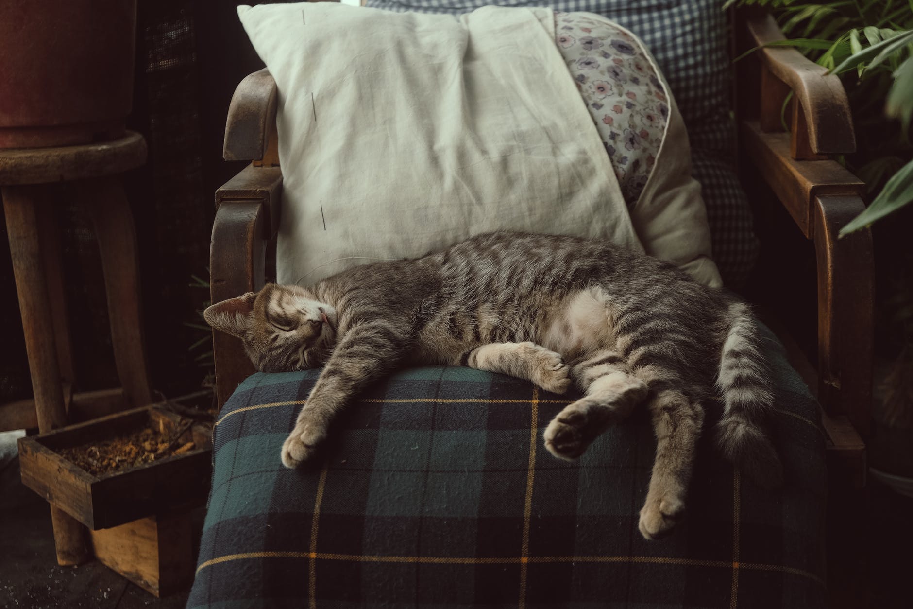 photo of tabby cat sleeping on chair
